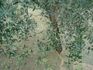 Distesa olive Toscana